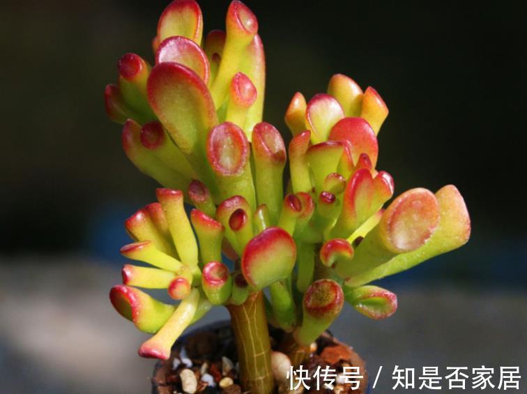 人见人爱的吸财树,了解掌握4个要点,轻松爆盆颜色靓丽