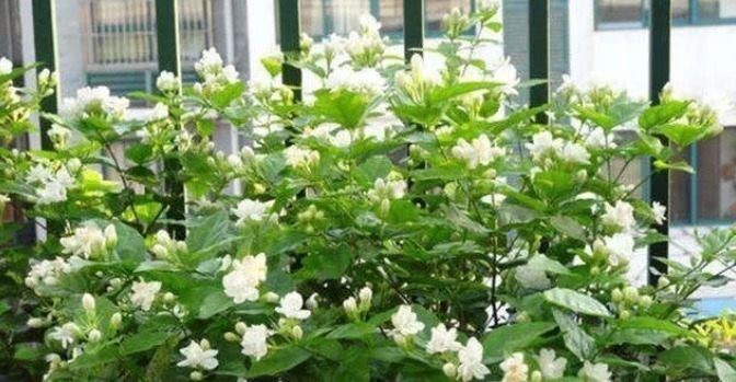 海棠|现在就养“4种花”，花朵开正旺，随手一养就爆盆，开成小花园！