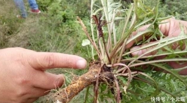 子宫|它是天然“黄体酮”，女人经常吃一点，子宫可能会对你说“谢谢”