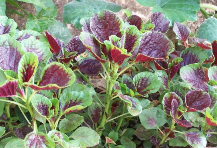 种植|这野菜比羊肉还补血,价值很高被人工种植,但市场还得12元1斤