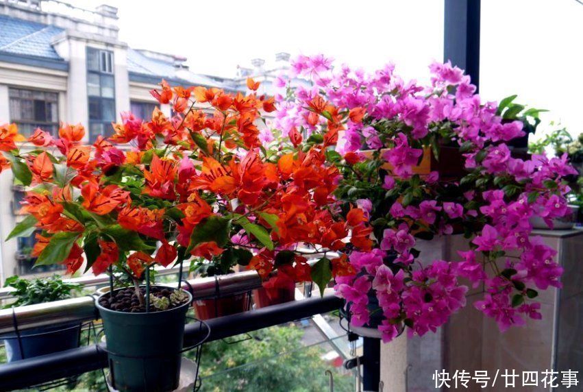 爆盆|养6种花,手不能懒,经常“剪一剪”,越剪越爆盆