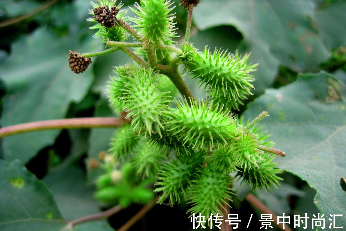 蓖麻子|农村5种常见的野果有毒,不能吃要警惕,但价值珍贵,你知道多少