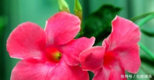 喜欢养花,不妨试试这几款,花朵开爆盆,花色绚丽多彩