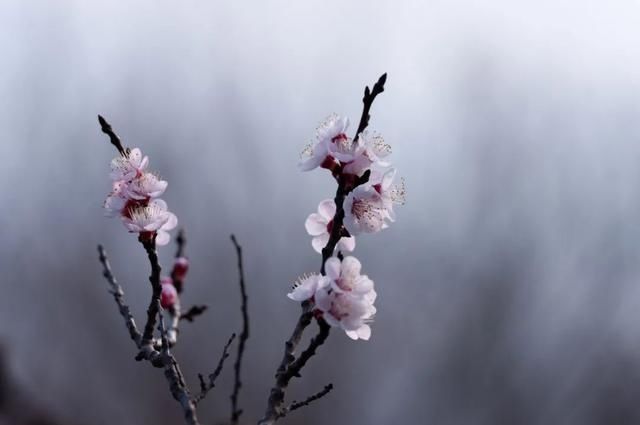 杏花|背靠五莲山！久负赏花盛名，今日一见确实惊叹