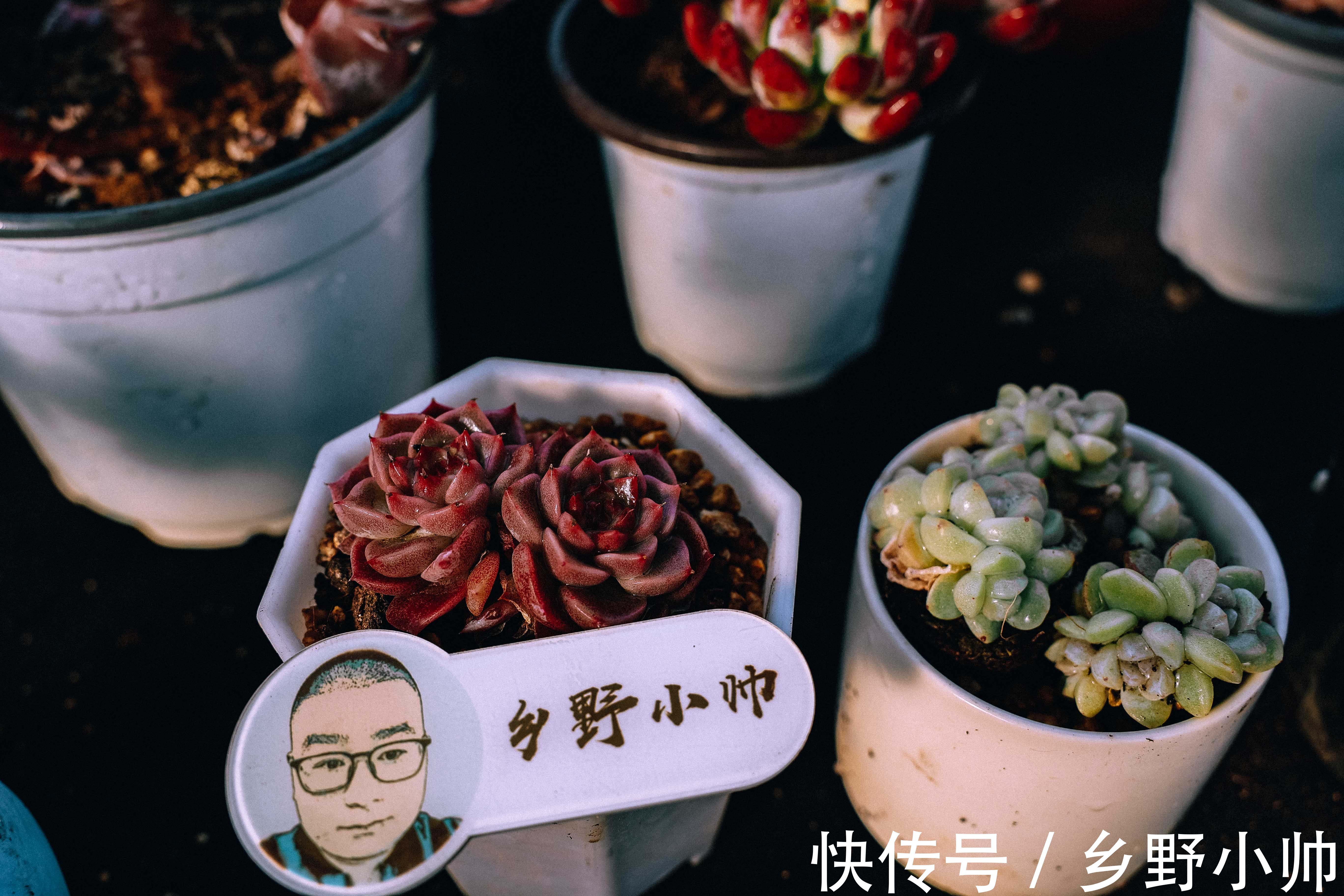 冬天买回家的多肉怎么处理?做好2个准备,做对3个步骤