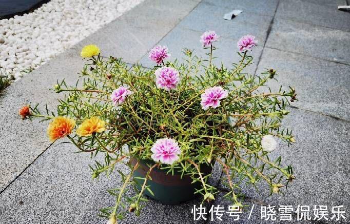 花儿|秋天的太阳花，给点肥剪一剪，从瘦弱变得茁壮，花儿更多