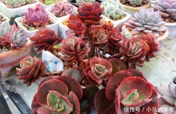 容易爆仔的秀妍,要知道,秀妍可不是爆仔那么简单,出状态更美!