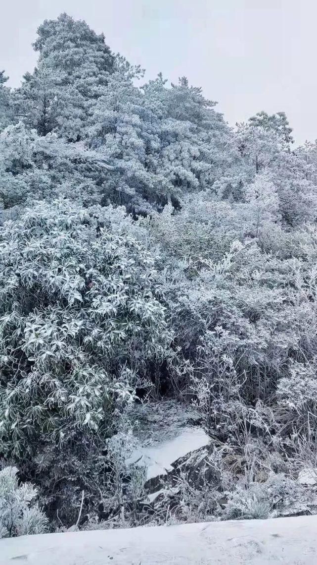 闽北雪景美图合集来啦～真正银装素裹，宛若琉璃世界！