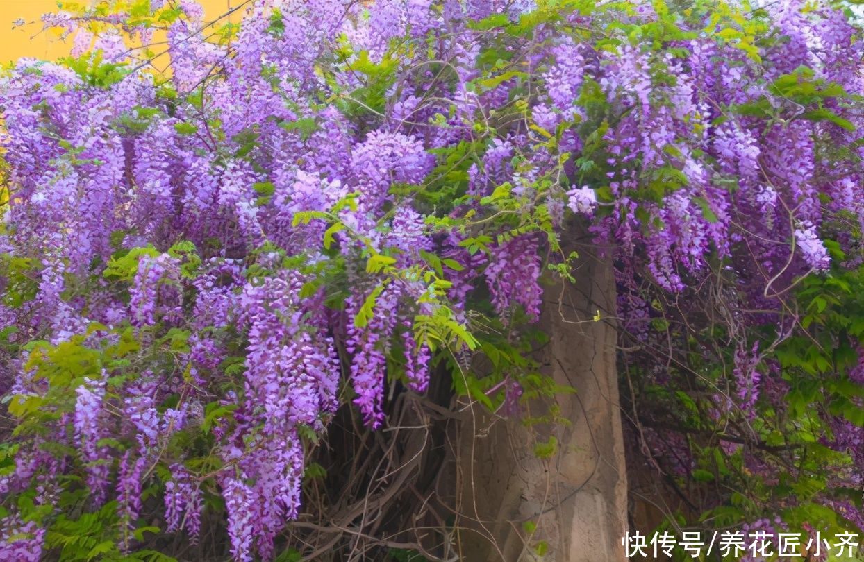 适合夏季扦插的“六种花”,操作简单,容易生根,其他季节难生根