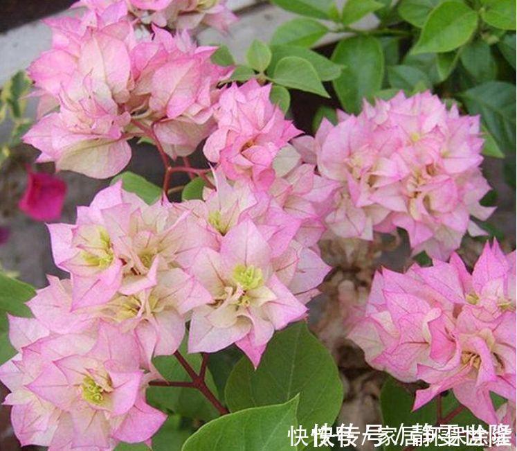 花友最喜欢的4种花，浇水就疯长，开花就爆盆，养在家里太美了！