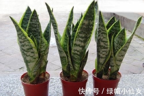 5种花要穷养,种在小盆里,浇水懒一些,越长越喜人!