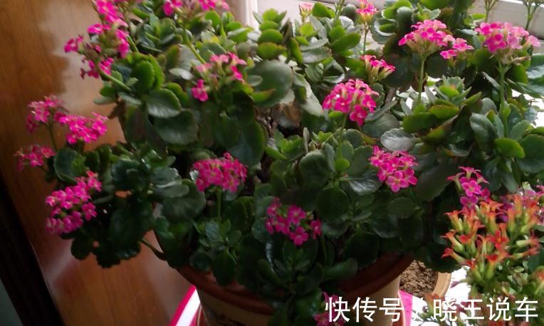 花友们|长寿花养殖和扦插技巧