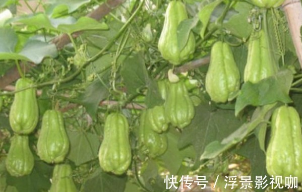 佛手瓜利尿排钠|佛手瓜利尿排钠、提高智力,如何收获高产的佛手瓜,只需掌握一点