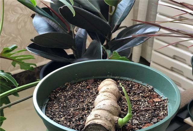 龟背竹叶片小、茎细怎么办简单1个方法,叶大油绿,窜到2米高