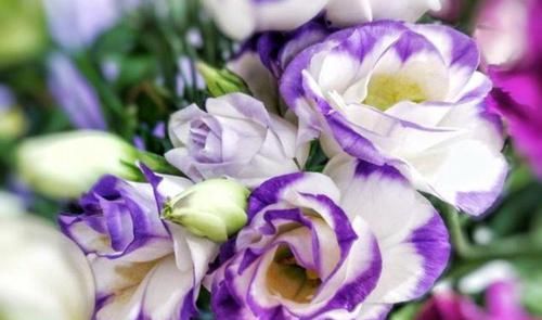  种花|4种花号称开花机器，花期全年，株型低矮，好养易活