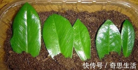 文章|几种盆栽不必买,一片叶子丢土上,就能长爆一大盆!