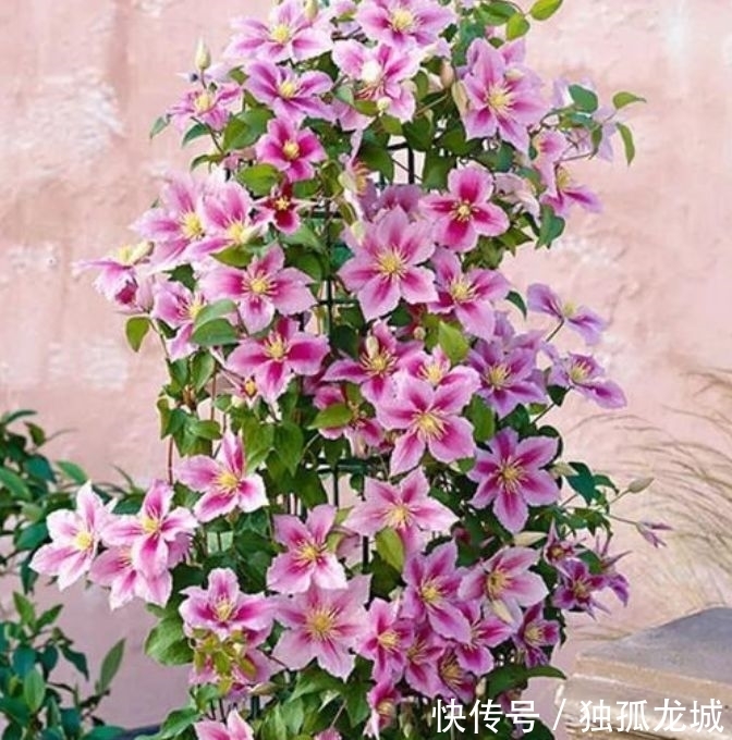 最有仙气的4种花,迷人的花朵,好养又漂亮,一开就是300多天