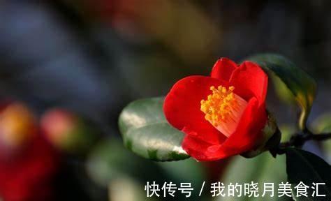 养花试试这几款，放在室内可以增强蒸腾作用，增加空气湿度