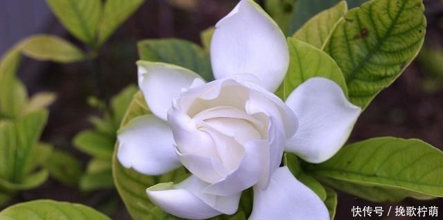 刚入的手栀子花,这一步错了,就别想养活了,避开才能开花!