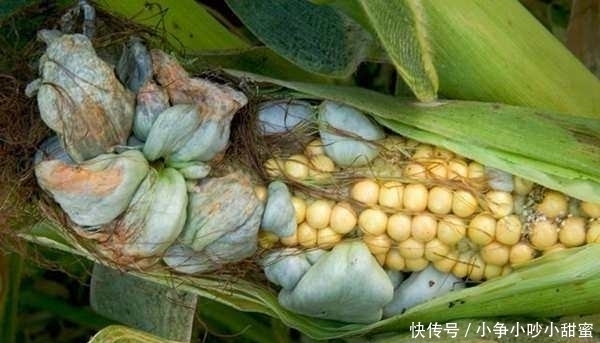 这些玉米长满了“灰色脓包”,但农夫看到却开心不已纷纷抢着要