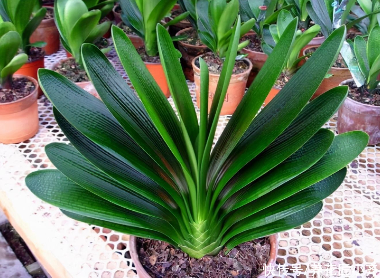 土壤|君子兰养根有“三要素”,缺少一个都养不好,高手都明白这些事