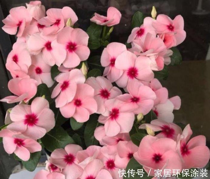  4种花很耐养，沾土就能活，一开就是300多天，关键好养又漂亮