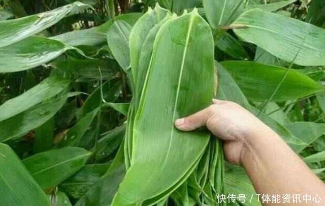 煮粽叶,别只用清水煮,记得水里加点“它”,粽叶柔软有韧性