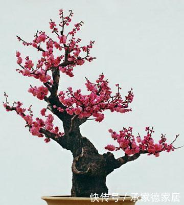 喜庆|4种耐寒花,好养又漂亮,香艳又喜庆,冷空气来临就开花!