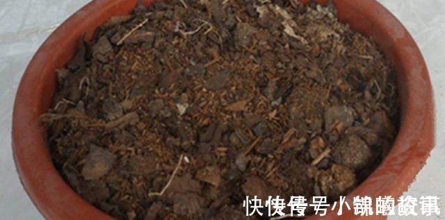 豆饼粉|养花25年,就认准了这种土,十年不换盆都啥事没有!