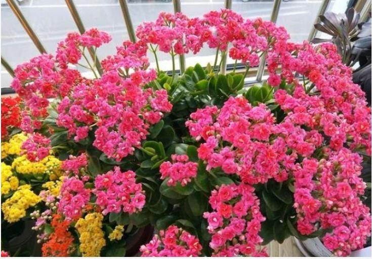 4种花养在家里，一整年都有好运气，开起花来“拦”不住