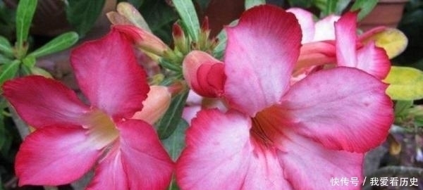 沙漠玫瑰,掌握这些,长得既好看,又霸气