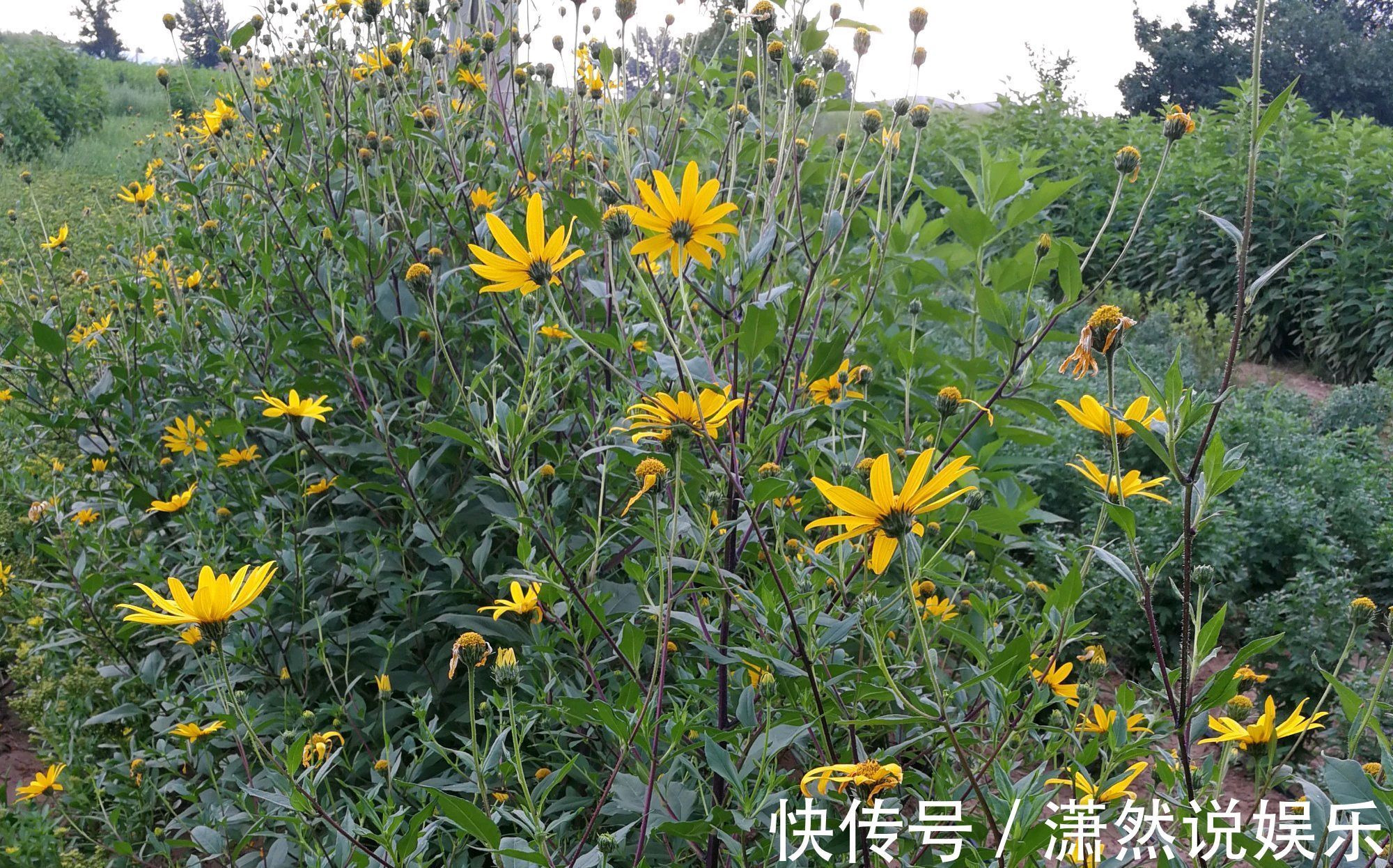 奇葩|奇葩的入侵植物没人厌，开花是菊收获是姜，比姜不辣好吃百倍