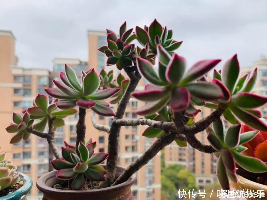 秋天买多肉,认准这点,长得胖嘟嘟窜出一圈小芽!