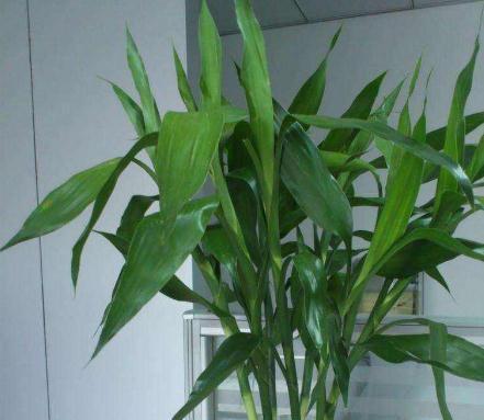 花卉|室内这“3处”别养花，不见叶、不开花，摆一盆“死”一盆