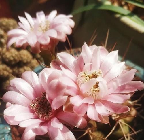  开花|仙人球不开花？多做三动作唤醒它，催出一圈芽开出层叠群花