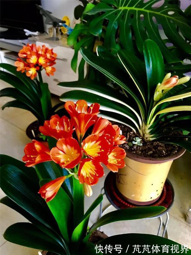 君子兰有“4怕2不喜”，难怪总也养不好，新手看了能规避