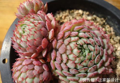 浇水|“夏必死”的5种多肉,改变养殖方法,不黑腐烂根,能安全度夏