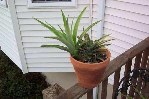 吃菠萝，“菠萝头”泡水里，3周长根变漂亮盆栽，结出大果子来