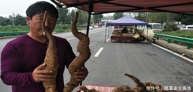 第一次见太行山上的野生山药,就是与众不同,不像山药更像根雕