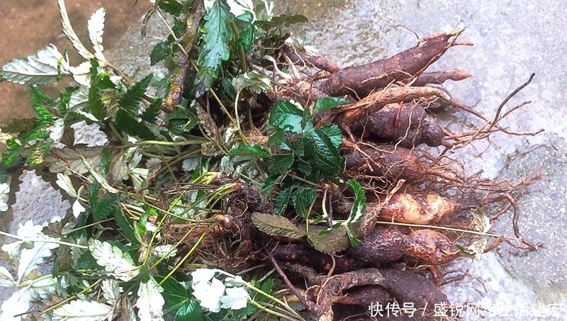 根似人参却不是“参”,长在农村过去常忽视,如今20元一斤