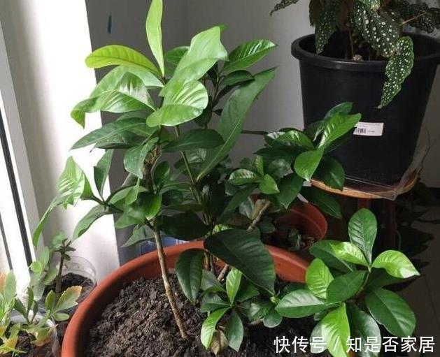 家里养杜鹃、山茶、栀子花，用点几毛钱的它，马上绿油油、花苞多