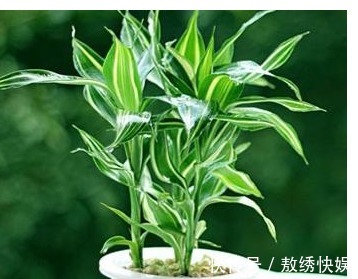 以下7种常养花施肥大全，告诫花友们一定不要在瞎施肥啦