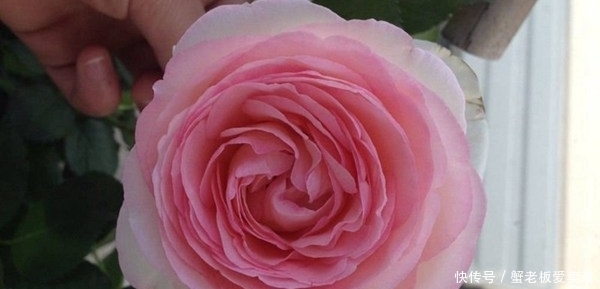 月季花|要养月季,推荐这9个品种,开花多多,又美又香,一年四季有花赏