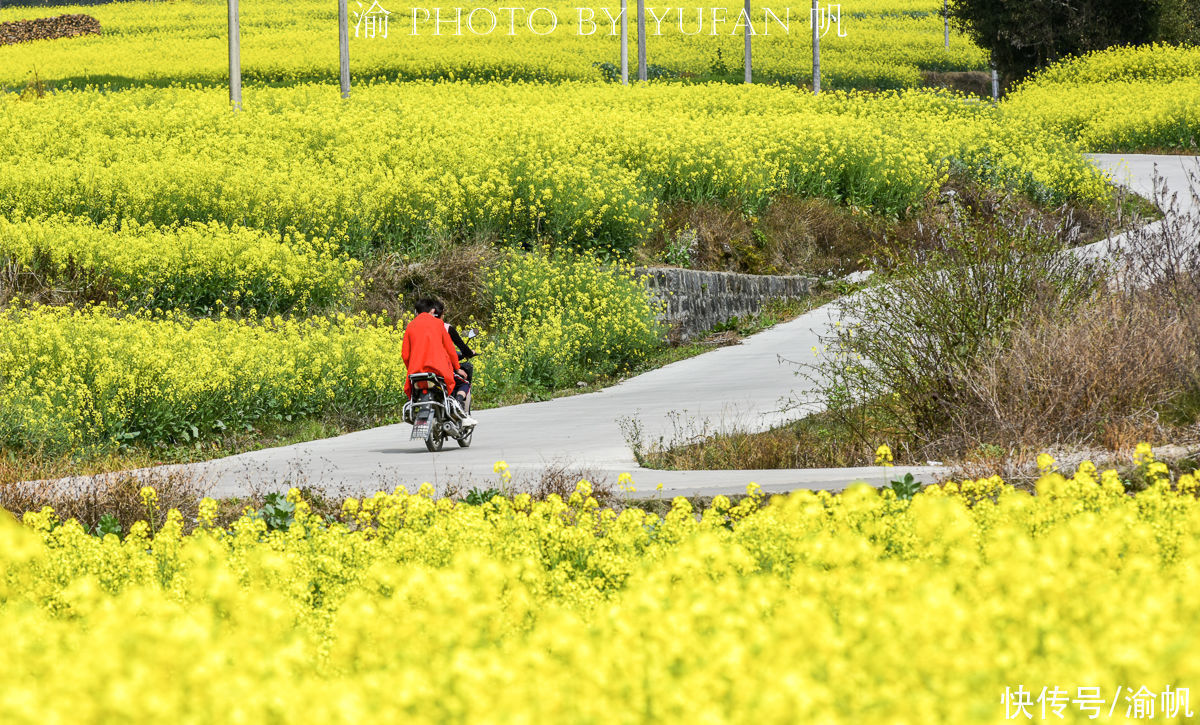 高黎贡山|中缅边境有片15万亩的花海，不逊罗平婺源，无需门票却鲜为人知