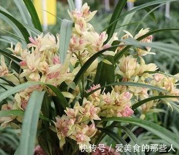 浇水|兰花不开花,抓住2个关键点,喂上2种水,根壮芽多,花量翻倍