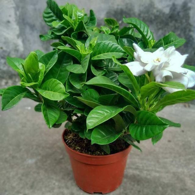 花肥不用多，一种就足够，花不了几块钱，养啥花旺啥花