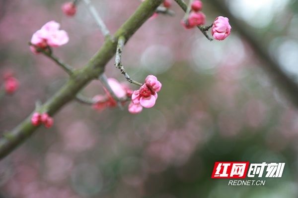 梅花|湖南新田：梅花盛开报春来（组图）