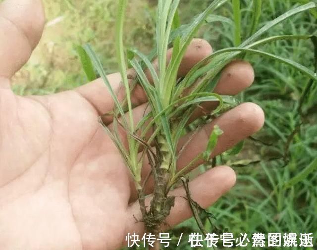 野草|果园旁一种野草，若遇见，请别再摘掉，目前176元一斤