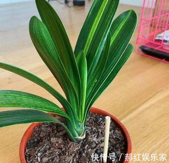 夏季|养君子兰学会四季浇水方法,根系长满盆,叶子绿出油