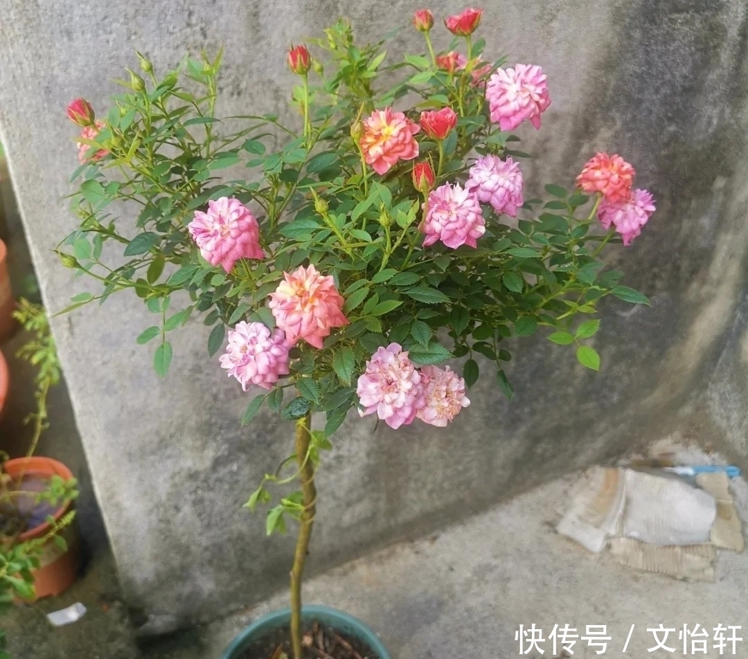 品种|100个月季品种,千姿百态,每个都很漂亮,图名并茂,值得收藏